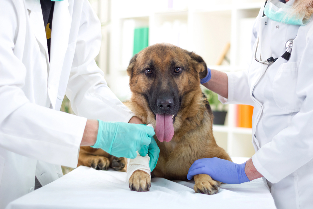 How Virtual Vets Can Save You Hundreds on Emergency Vet Bills